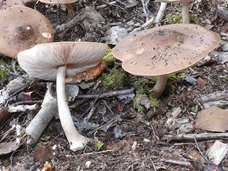 P1130917 PluteusCervinus